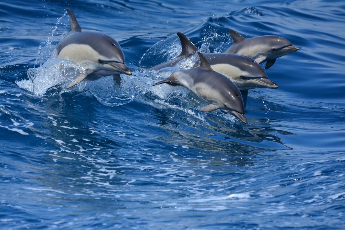 Dolphin Watching & Boat Trips