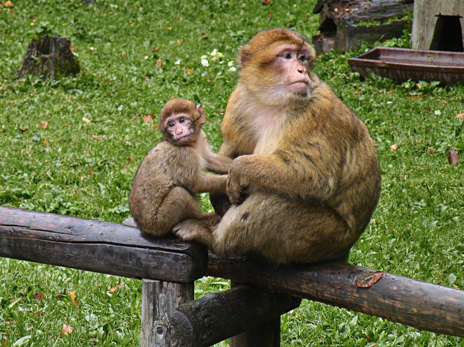 A mother and baby Barbary macaque on the Upper Rock