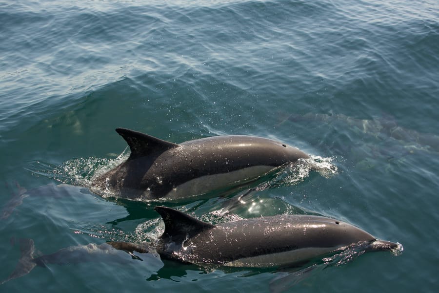 Dolphin safari